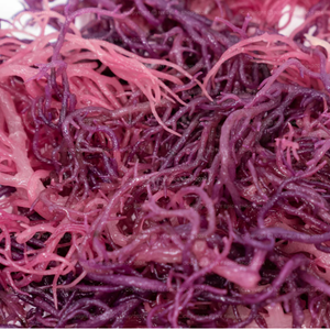 Hữu cơ nguyên wildcrafted Tím Irish seamoss từ Việt Nam khô biển rêu trong túi/<span class=keywords><strong>MS</strong></span> JESSI - Product Image 3