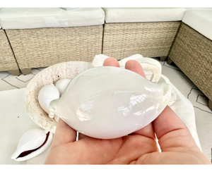 Natural White Rabbit Cowrie Seashells Large Size 6-8cm Polished for Handmade DIY Coastal Home Decor - Product Image 5