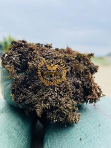 Alga Marina Sargassum Seca Cruda para Alimentación Animal - Alga Marina para Agricultura Ecológica - Product Image 2