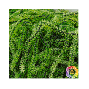 Uvas marinas secas Calidad Premium Seagrape Caulerpa Lentillifera Deshidratar Algas marinas Adecuado para pedidos de exportación internacional - Product Image 1