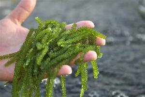 องุ่นทะเลที่มีเนื้อสัมผัสเป็นธรรมชาติ/ฉลากสะอาด/ทำจากพืช/เหมาะสำหรับสลัด - Product Image 3