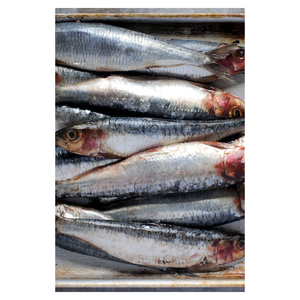 ปลาแช่แข็งทั้งตัวจากโรงงานโดยตรง คุณภาพเนื้อดีเยี่ยม มาตรฐานการแปรรูปที่ปลอดภัย เหมาะสำหรับซูเปอร์มาร์เก็ต - Product Image 4