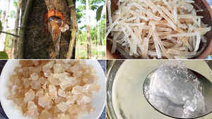 Goma NATURAL vietnamita STERCULIA FOETIDA KARAYA, suministro a granel, AKINA - Product Image 5