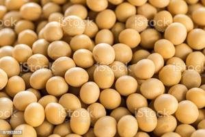 Good quality soya bean for White Hilum oil , <b>soybean</b> , <b>Soybean</b> Seeds with reasonable price in VietNam FREE TAX - Product Image 4