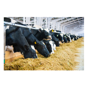 Harina de soja de primera calidad ofrecida a granel para nutrición animal y uso agrícola - Product Image 4