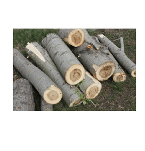 Troncos de arce sicomoro duraderos en venta a bajo precio, procedentes de fuentes para la fabricación de muebles de madera industrial e industrias forestales. - Product Image 3