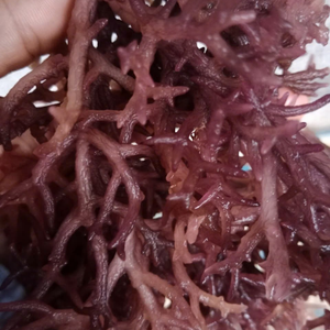 PRODUCTO SUPERIOR | SEAMOSS NATURAL DESSECADO PARA COCINAR - Product Image 6