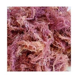มอสทะเลคาร์ราจีนสีม่วงแห้งมอสทะเลเค็มแห้งเก็บเกี่ยวธรรมชาติสีม่วงแห้งไอริชคอตตอน - Product Image 2