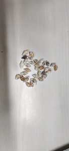 Ustom-Mini conchas marinas naturales, adecuadas para tiendas de conchas marinas para reventa e ideales para usar recortando tiendas de suministro - Product Image 6