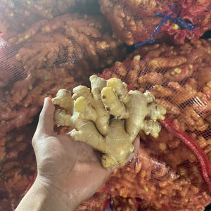 Jengibre Fresco de Vietnam, Exportador Agrícola de Confianza que Ofrece Entrega de Contenedores a Granel para Compradores Extranjeros - Product Image 1