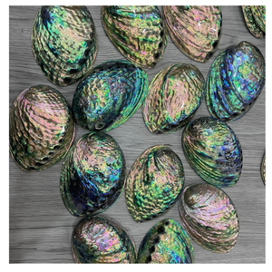 Finition chatoyante polie de coquille d'ormeau belles couleurs irisées pour l'artisanat d'art et les collections décoratives - Product Image 2