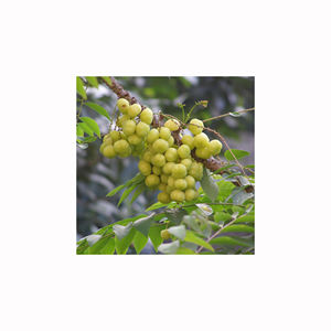 fruta ácida de amla fresca y orgánica, rica en nutrientes, para minoristas, mayoristas, fabricantes de productos de salud y exportadores - Product Image 2