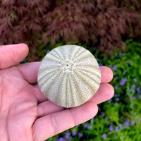Belle coquille de spoutnik coquilles d'oursins naturelles côtières pour faire des ornements et des jouets de bricolage pour les enfants
