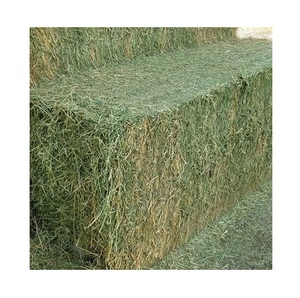 Heno de alfalfa de buena calidad, sin OMG, para alimentación animal. Heno de alfalfa/timothy y heno de bermuda en venta. - Product Image 4