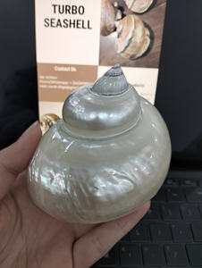 Coquillage Turbo pour accessoires d'artisanat faits à la main fabrication de bijoux et projets de bricolage créatifs en gros exportation en vrac produits naturels - Product Image 6