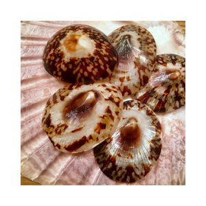 Vente flash Coquille de limpet polie 50 mm et plus Style animal Souvenir de coquillage - Product Image 1