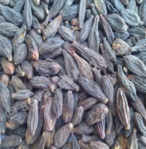 Choti Harad Haritaki Semillas naturales Terminalia Chebula Cultivo silvestre de grado alimenticio Empaquetado en bolsa - Product Image 1