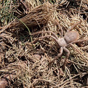 Fendeuse de bûches robuste, idéale pour fendre le bois dur, le bois de construction et le bois de chauffage - Product Image 4