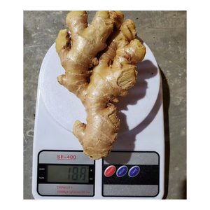 Gingembre frais en vrac du Vietnam, gingembre frais de qualité supérieure à la saveur épicée et à l'arôme riche, idéal pour les recettes culinaires et l'exportation - Product Image 1