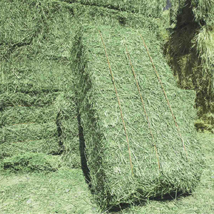 Hierba de heno de alfalfa de alta calidad para alimentación de ganado en cantidad a granel, precio barato al por mayor, alimentación animal - Product Image 3