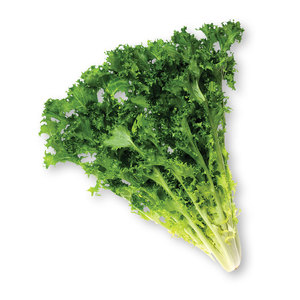 Chicorée d'endives de qualité supérieure: les légumes à feuilles amères les plus vendus disponibles en gros chez les grossistes - Product Image 1