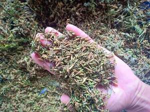 Feuille de papaye-Article le plus vendu pour les acheteurs asiatiques et mondiaux - Product Image 5