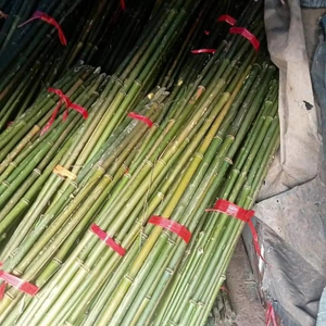 Vente en gros de bâtons de bambou bon marché du fournisseur de produits agricoles du Vietnam Bao Tram Anh - Product Image 1