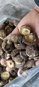 Champignon Shiitake séché de haute qualité du Vietnam avec le prix le moins cher - Product Image 3