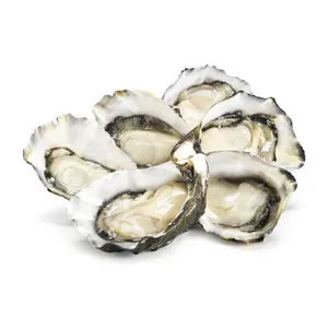 1 año en vivo, precio de ostras frescas al por mayor con gran tamaño y sabor dulce de la Bahía Murotsu