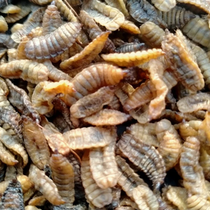 Soldat noir élevage de mouches au Vietnam en direct Soldat noir mouche larves séchées Hermetia illucens - Product Image 1