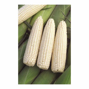 Maíz Blanco No Transgénico (Maíz Blanco) Seco Glutinoso de Alta Calidad Exportadores y Proveedores en Global Sources - Product Image 4