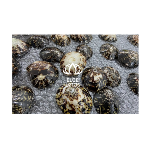 หอยทะเลที่ดูดีที่สุดจากดอกบัวสีน้ำเงินคุณภาพสูงและราคาไม่แพงเหมาะสำหรับงานฝีมือและการเลี้ยงลูกด้วยนมด้วยดอกบัวสีน้ำเงิน - Product Image 1