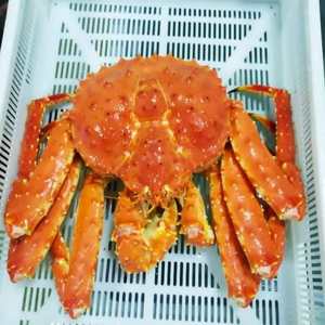 Crabe royal rouge d'Alaska entier congelé à vendre - Product Image 5