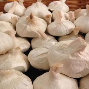 Ail séché thaïlandais unique, 100% naturel, durée de conservation de 12 mois - Product Image 2