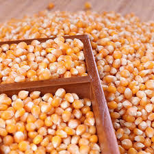 Alimento para Ganado, Maíz/Grano de Maíz, Alimento para Ganado/Grano de Maíz Amarillo, Alimento para Animales en Alemania en venta - Product Image 5