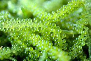 Vietnam Seagrape Experts: Premium Seagrape déshydraté pour l'exportation et Seagrape frais avec des offres de qualité et d'acheteur inégalées - Product Image 4