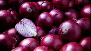 Mới Thu Hoạch Tươi Trung Quốc Hành Tây Tím/Đỏ/Vàng Hành Tây Hành Tây Tươi Lai Hành Tây Hạt Giống - Product Image 2