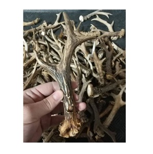 เขากวางเขากวางแดงทั้งตัวตามธรรมชาติ - Product Image 3