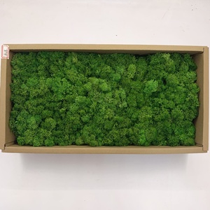 Mousse organique préservée en direct de haute qualité pour décoration intérieure, <span class=keywords><strong>art</strong></span> mural unique pour Noël, Pâques, Halloween dans les restaurants <span class=keywords><strong>et</strong></span> les maisons - Product Image 3