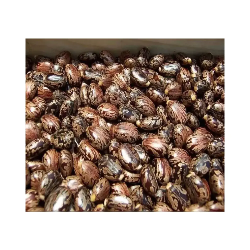 Comprar semillas de ricino en línea a un precio asequible en La India a granel de brotes rápidos semillas de plantas de ricino para la venta