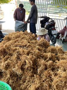 Musgo de mar blanco seco Vietnam Natural Golden Eucheuma Cottonii Seamoss Algas marinas - Product Image 6