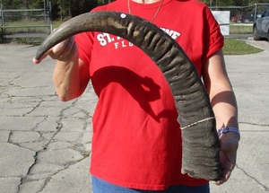 Corne de buffle religieuse polie brute de la meilleure qualité pour la décoration et le cadeau de vacances - Product Image 2