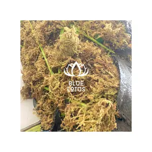 越南森林干燥的绿色苔藓种植兰花用途不含水分，价格低廉