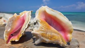 Keong segar makanan laut/abalon
