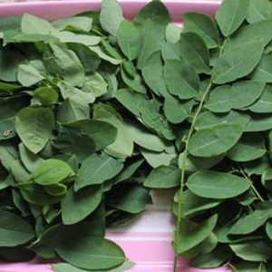 Té de Hierbas Naturales de Hoja Dulce Seca Katuk e Ingrediente Rico en Nutrientes - Product Image 4