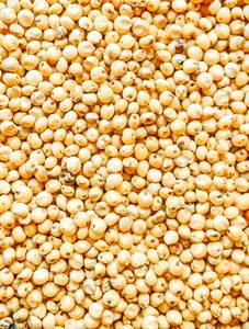 High Quality Sorghum <b>Millet</b> White And Red Varieties Raw Material For Food Processing And Industrial Use With High Nutritional - Product Image 6