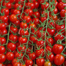 600 pezzi semi bio Hobby giardino Mini vaso pisello pomodoro rosso Hobby giardino