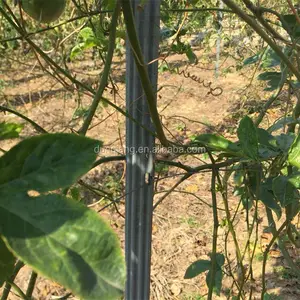 Venda quente de postes de metal galvanizado para uso em fazenda de uva Y de vinha