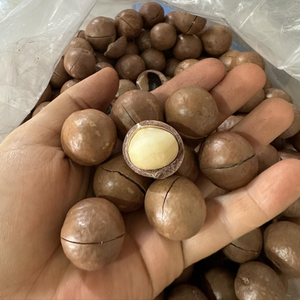 Nueces de Macadamia de alta calidad | Macadamia con cáscara y sin cáscara de Vietnam - Product Image 6