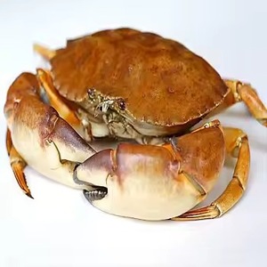 Prix de gros, best-seller, crabe bleu frais vivant d'Allemagne, durée de conservation de 2 ans, emballage en boîte avec découpe et œufs de crabe - Product Image 2